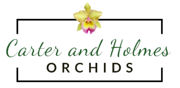 Carter & Holmes Orchids